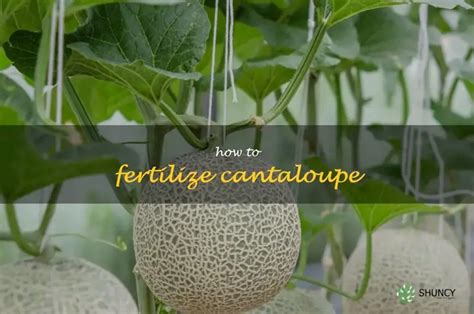 The Secret To Reaping A Bountiful Cantaloupe Harvest Fertilizing Tips