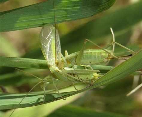 Tree Cricket Facts, Description, and Pictures