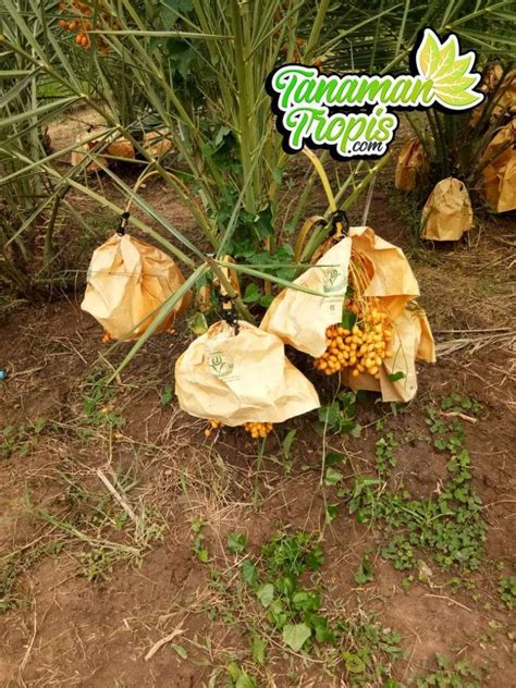 Jual Bibit Tanaman Kurma Kl Kurma Tropis Thailand Asli