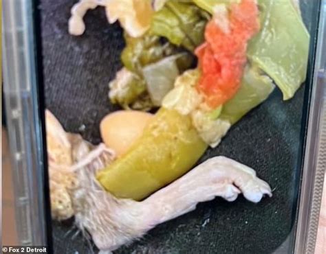 Olive Garden Rat Soup Wisconsin Man Thomas Howie Claims He Bit Into A