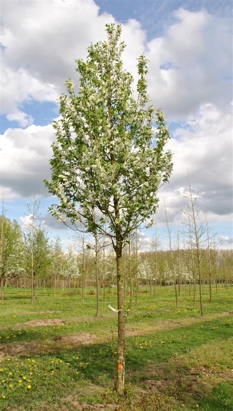 Prunus Padus Albertii Rosaceae Van Den Berk Nurseries