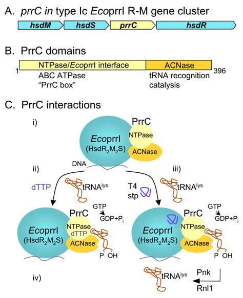 Prrc Trna Anticodon Nuclease And T4 Exclusion System A The E Coli