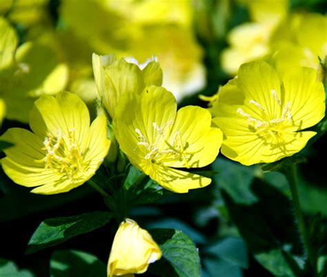 Primrose Evening Oenothera Lamarckiana Seeds