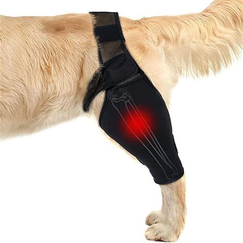 Best Dog Knee And Leg Brace For Torn Acl For Sale Lovepluspet