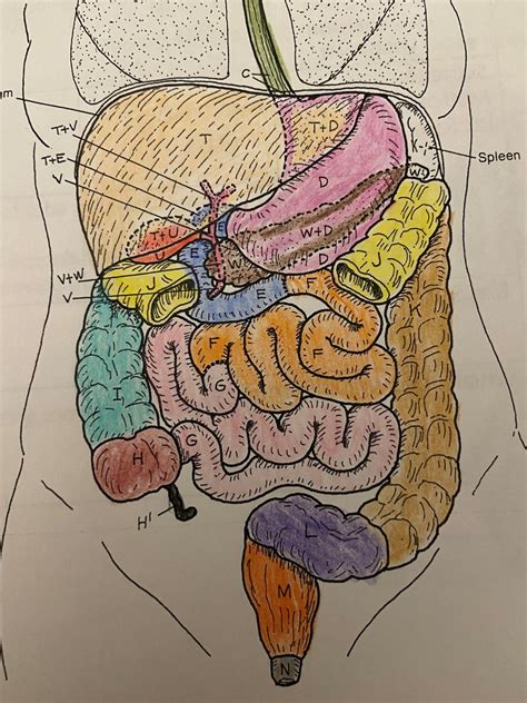 Digestion Quiz 2 Diagram Quizlet