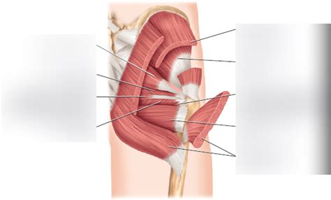 Bio Lab Posterior View Of Skeletal Muscle Acting On The Hip