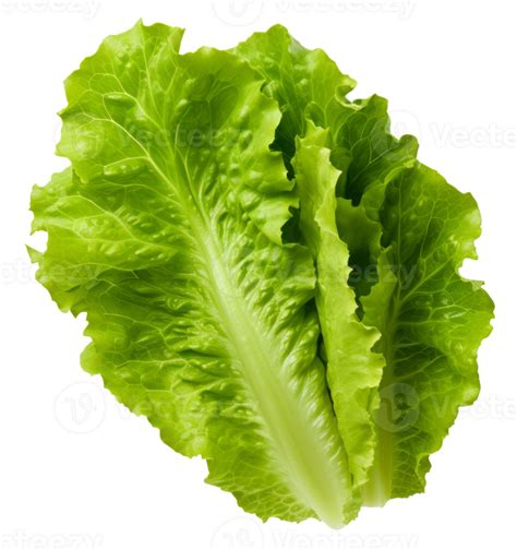 Lettuce Isolated On Transparent Background 44776833 Png