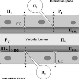 The revised Starling principle and equation. Hydrostatic pressures are... | Download Scientific ...