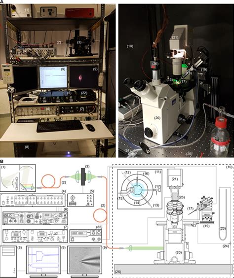 Whole Cell Patch Clamp Recordings For Electrophysiological