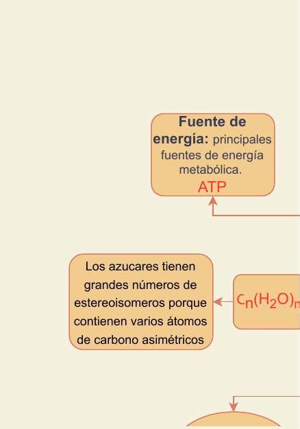 Hidratos De Carbono Camila Udocz