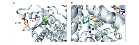 Local Structure Of Human Pyruvate Kinase In The Vicinity Of Residues