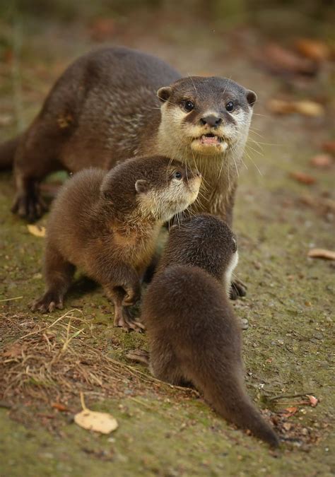 Chester Zoos Otter Pups Learn To Swim Otter Pup Baby Otters Otters