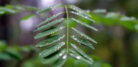 Free Images Tree Water Nature Forest Grass Branch Dew Sunlight