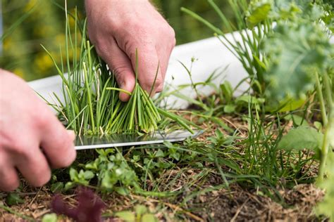 Kräuter richtig ernten gartenarbeit hecke