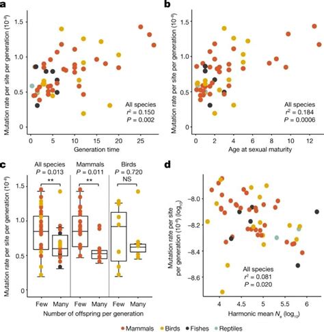 Evolution Of The Germline Mutation Rate Across Vertebrates Nature