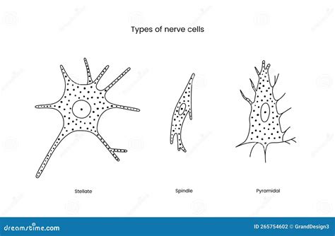 Types Of Nerve Cells Set Of Line Icons In Vector Illustration