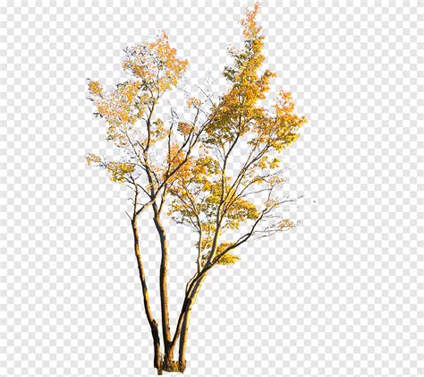 Blattpflanze Herbstlaub Herbst Herbstbl Tter Png Pngegg