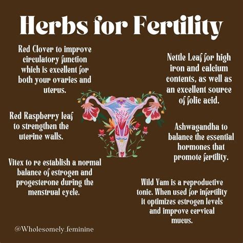 Wholesome Feminine On Instagram My Favorite Herbs For Fertility