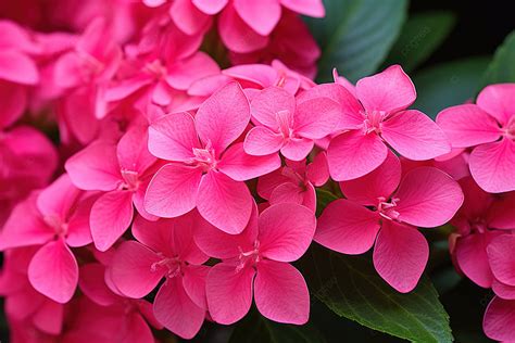 Fondo Flores Rosadas Con Hojas Verdes Encima Fondo Alta Resolución