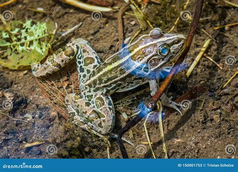 Black Spotted Frog In Shimane Stock Image Image Of Shimane Black