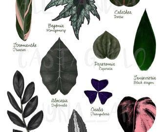 Begonia Leaf Species Varieties Illustration Leaves Painting Art Print