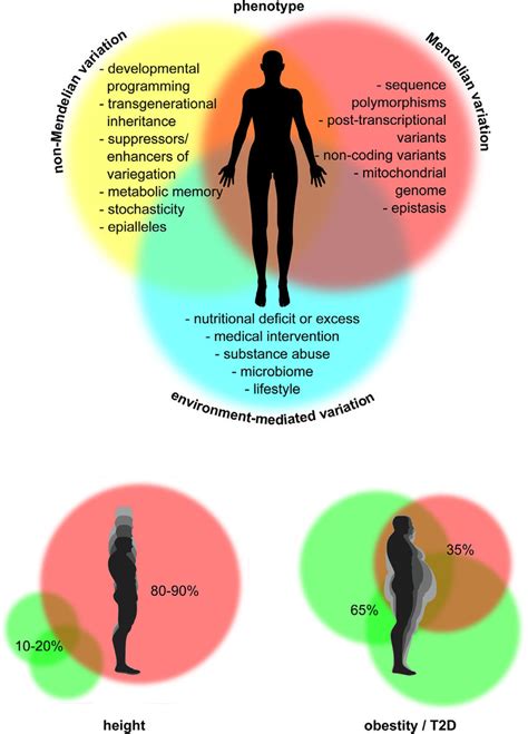 Modes Of Variation Impacting On Phenotype Mendelian Variation