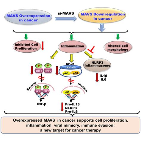 Overexpression Of The Mitochondrial Anti Viral Signaling Protein Mavs