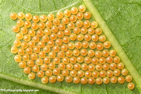 Moth Eggs Pictures Nature Cultural And Travel Photography Blog