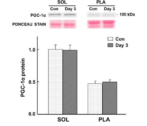 Effects Of Days Of Hindlimb Immobilization On Pgc A Protein