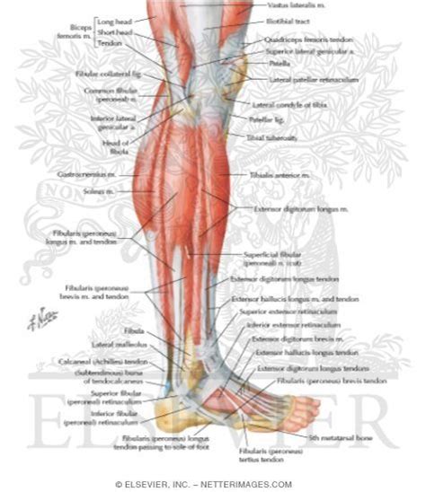 Lateral View Of Right Leg Muscles Leg Muscles Leg Muscles Anatomy