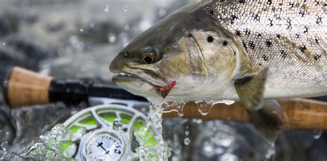 Top 10 Fly Patterns For Sea Trout Adh Fishing