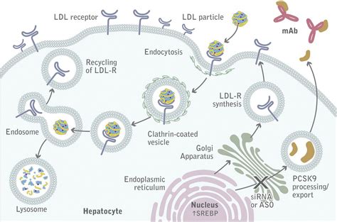 Exploring The Potential Of Pcsk9 Inhibitors A Breakthrough In