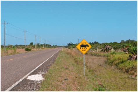 Reducing Vehicle Collisions With the Central American Tapir in Central ...