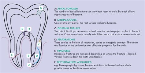 Apical Foramen