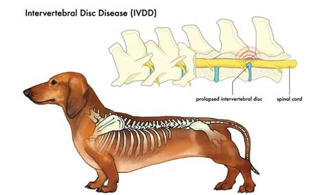 What Is Ivdd In Dogs Rehabvet Clinic