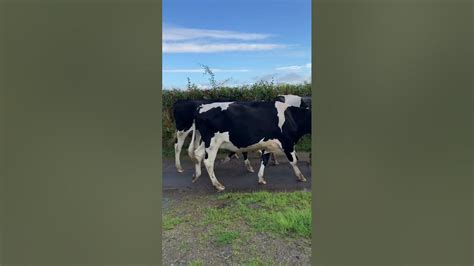 Moving Heifers To Another Field 🐄😀 Youtube