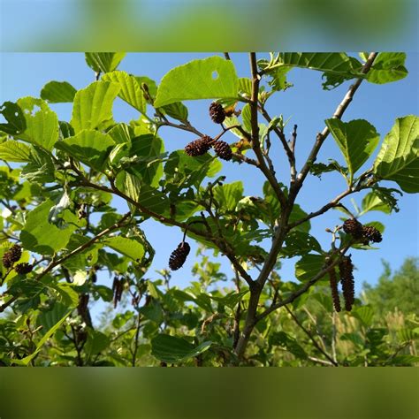 Szyszki Olchy 1kg Z Bieszczad Sanok Kup Teraz Na Allegro Lokalnie