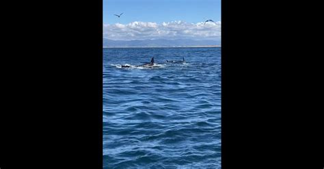 Killer Whales Attack on Two Gray Whales Captured in Stunning Video Off ...