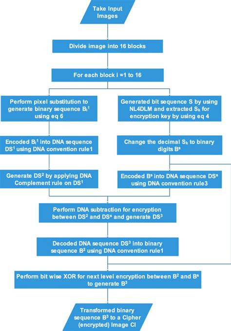 Dna Flow Chart