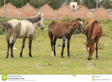 Rebanho Dos Cavalos Que Pastam Imagem De Stock Imagem De Rural Prado