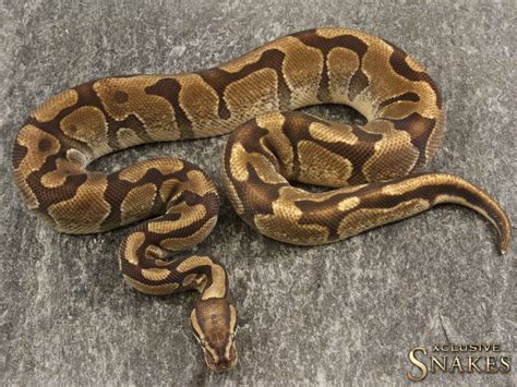 Königspython Piebald | XCLUSIVE-SNAKES