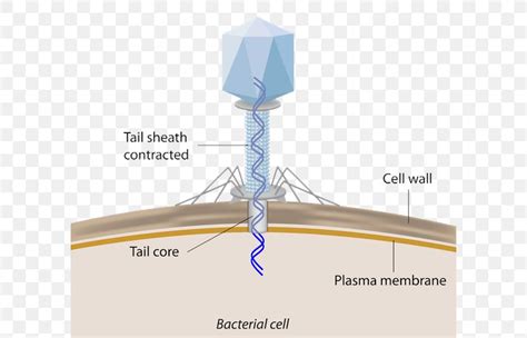 Bacteriophage Structure