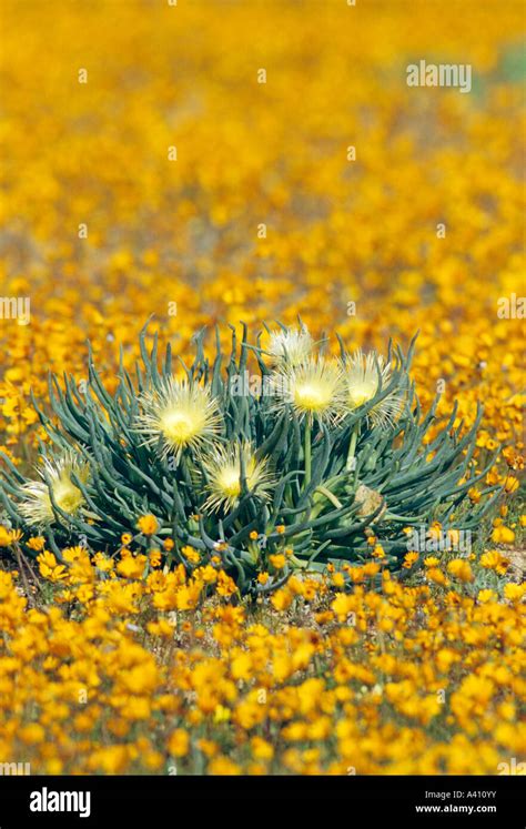 A Mesembryanthemum Among Namaqualand Daisies Skilpad Namaqualand South