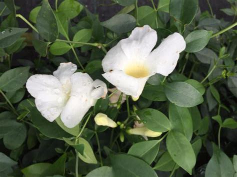 Pandorea Jasminoides Alba White Flowers Free Postage Australia