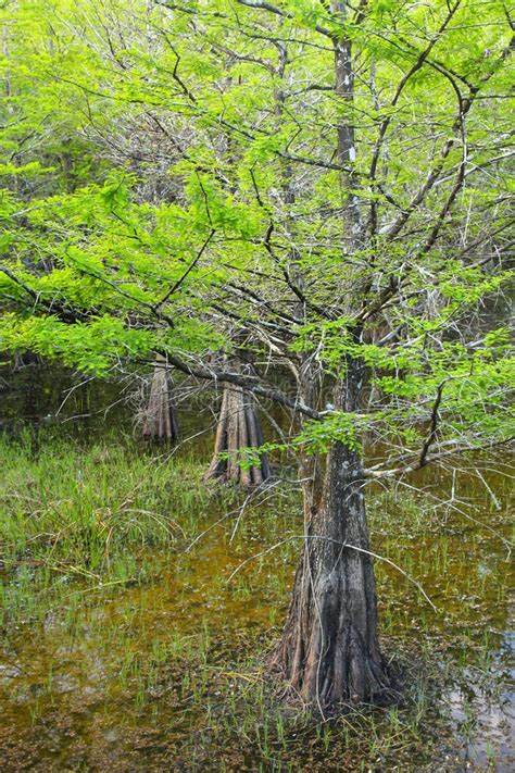 Bald Cypress Trees Growing in a Swampy Area in Florida Stock Image ...