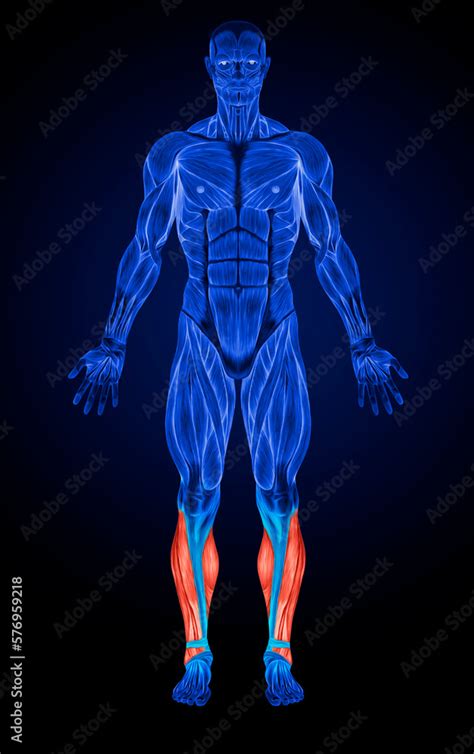 Calf Muscles Anatomy Muscles X-ray Stock Illustration | Adobe Stock