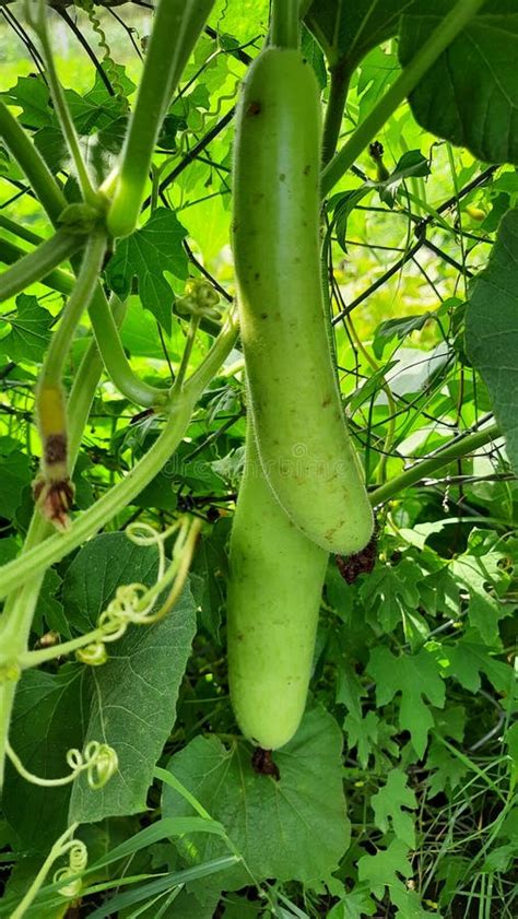 Lauki Long Gourd Bottle Gourd Gourd Stock Image Image Of Calabash Melon 221116775