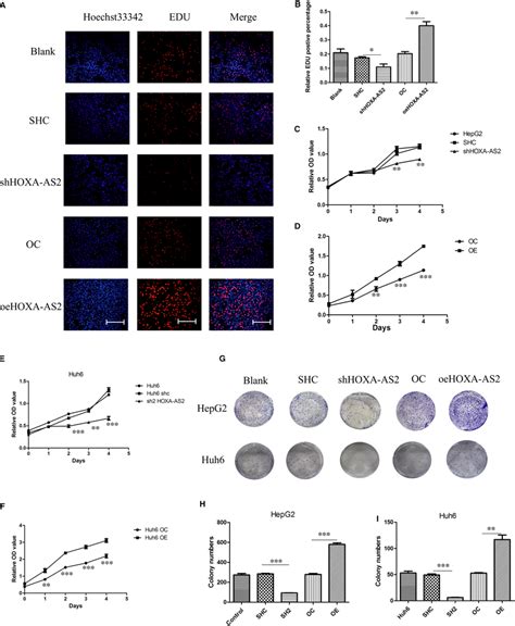 Hoxaas Affected Hb Cell Proliferation A B Celllight Edu Dna Assay