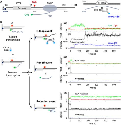 Single Molecule Observation Of Cotranscriptional R Loop Formation A