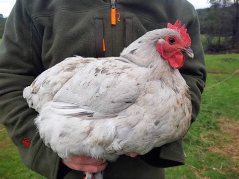 Fertile splash and blue australorp eggs | EggSellent.com.au